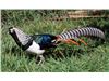 قرقاول لیدی آمهرست ( lady amherst's pheasant )